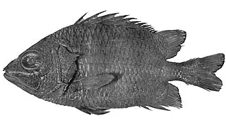 Pristilepis oligolepis