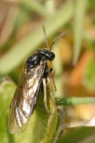 Pristiphora compressa