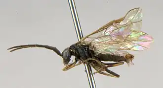 Pristiphora lativentris