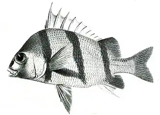 Anisotremus dovii