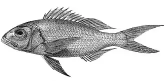 Pristipomoides multidens