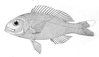Pristipomoides zonatus