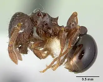 Pristomyrmex africanus