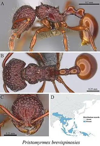 Pristomyrmex brevispinosus