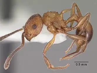 Pristomyrmex browni