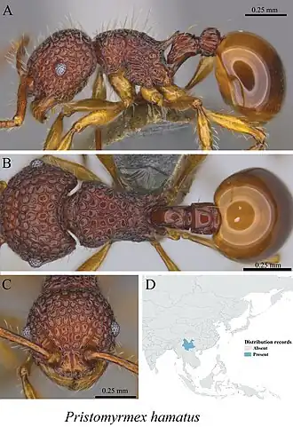 Pristomyrmex hamatus