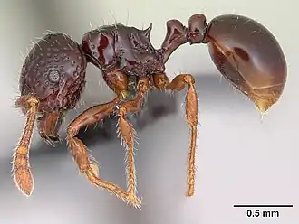 Pristomyrmex mandibularis