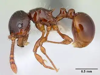 Pristomyrmex minusculus