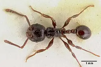 Pristomyrmex nitidissimus