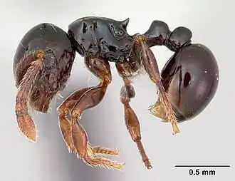 Pristomyrmex orbiceps