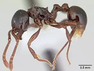 Pristomyrmex quadridens