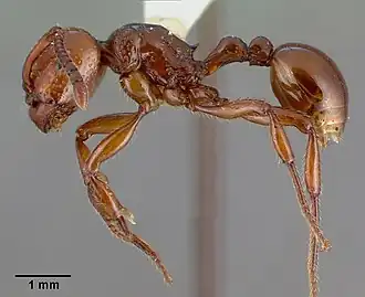 Pristomyrmex umbripennis