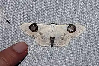 Problepsis plenorbis