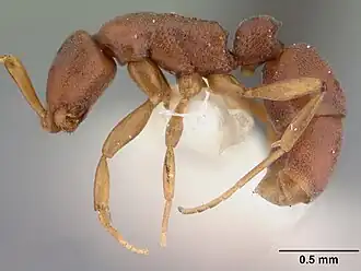 Probolomyrmex bidens