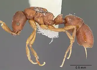 Probolomyrmex brujitae