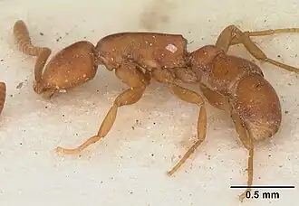 Probolomyrmex filiformis