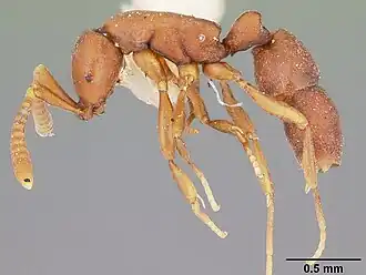 Probolomyrmex guanacastensis
