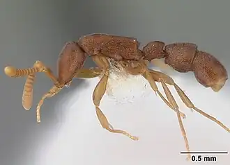Probolomyrmex guineensis