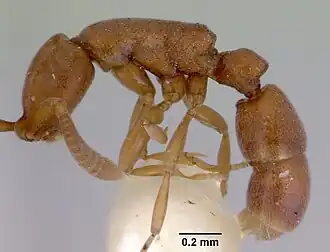 Probolomyrmex okinawensis