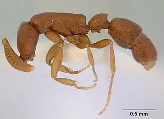 Probolomyrmex salomonis