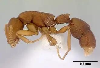 Probolomyrmex watanabei