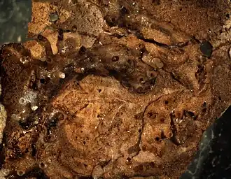 Proboscina incrassata