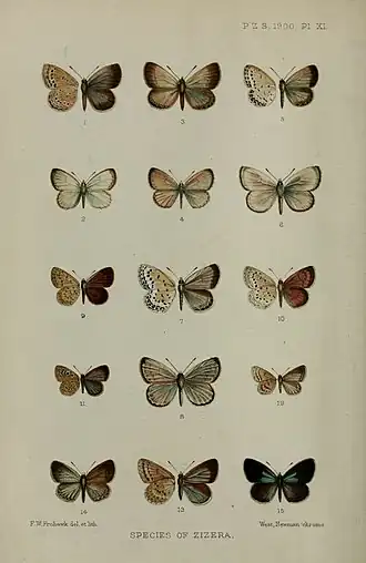 Actizera atrigemmata