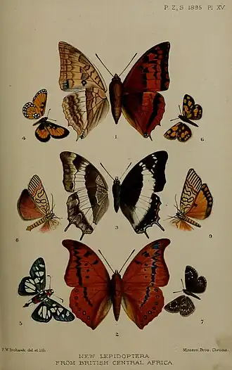 Charaxes baumanni