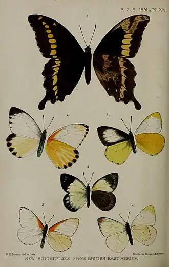 Papilio mackinnoni