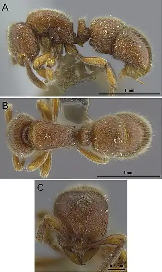 Proceratium longigaster