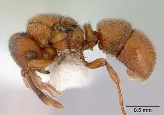 Proceratium australe