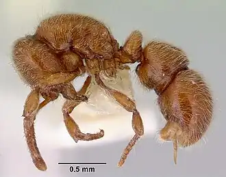 Proceratium caledonicum