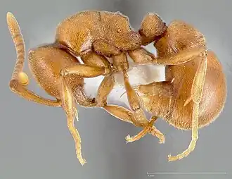 Proceratium californicum