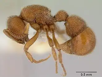 Proceratium cavinodus