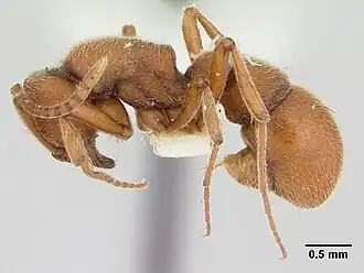 Proceratium compitale