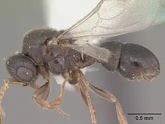 Proceratium crassicorne