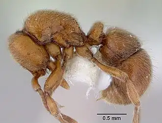 Proceratium hirsutum