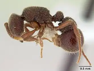 Proceratium mexicanum