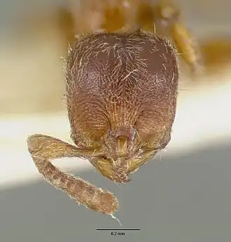 Proceratium papuanum