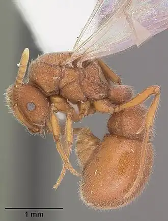 Proceratium pergandei