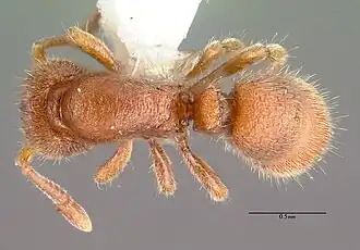 Proceratium silaceum