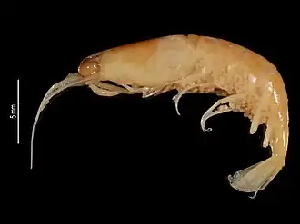 Processa philippinensis