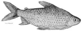 Prochilodus vimboides