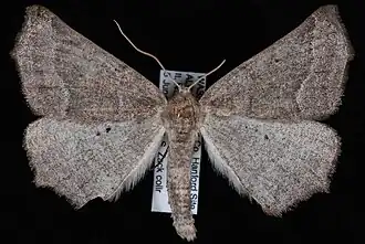 Prochoerodes amplicineraria