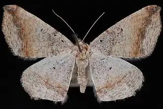 Prochoerodes forficaria