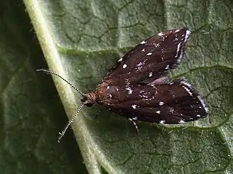 Prochoreutis ultimana