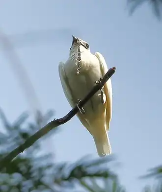 Witte klokvogel