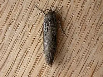 Procometis phloeodes