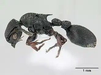 Procryptocerus convergens