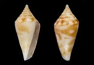 Profundiconus cakobaui